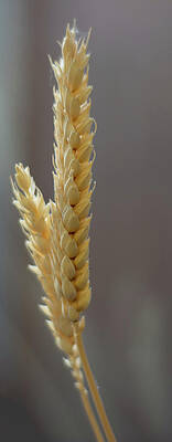Organic Photograph - Ear Of Wheat by Scott Lyons