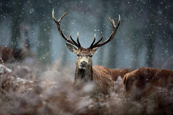 Wall Art featuring the photograph Early Morning Frost Is Seen Over by Dan Kitwood