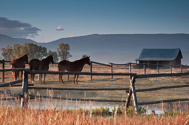 Wall Art featuring the photograph Early Morning In The Tetons by Lloyd Gillies