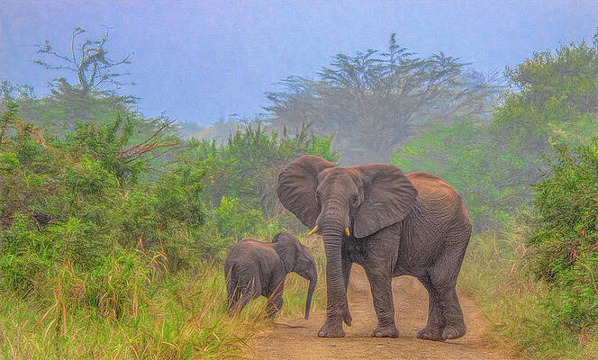 Natural Photograph - Early Morning Safari Surprise by Marcy Wielfaert