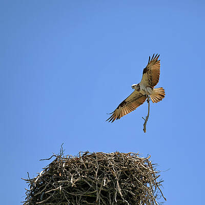 Sky Wall Art featuring the photograph Eastern Osprey by Nicholas Blackwell