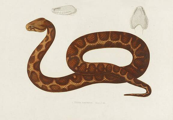 Reptile Painting - Echidna Mauritanica by Arthus Bertrand