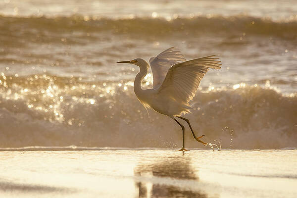 Bird Wall Art featuring the photograph Egret At The Beach On A Sunny Morning by Steven Sparks