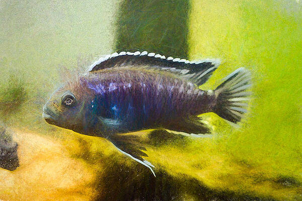 Wildlife Digital Art - Electric Blue Johannii Chalk Smudge by Don Northup