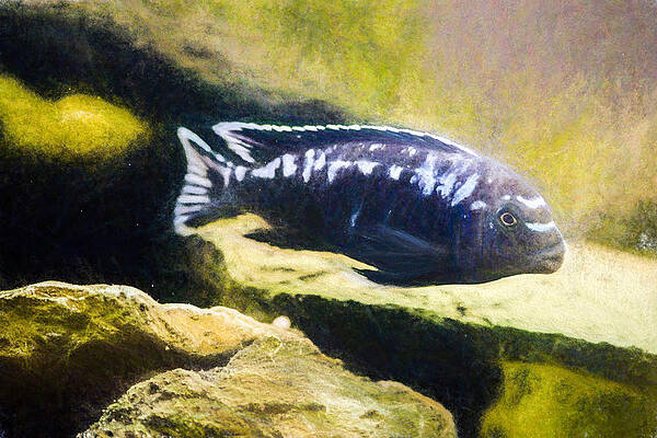 Wildlife Digital Art - Electric Blue Johannii Painting by Don Northup