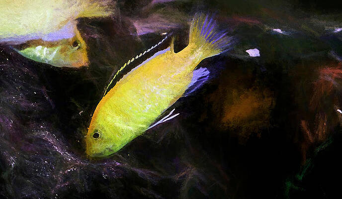 Wildlife Digital Art - Electric Yellow Cichlid Chalk Art by Don Northup