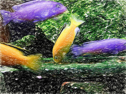 Wildlife Digital Art - Electric Yellow Cichlid Colored Pencil by Don Northup