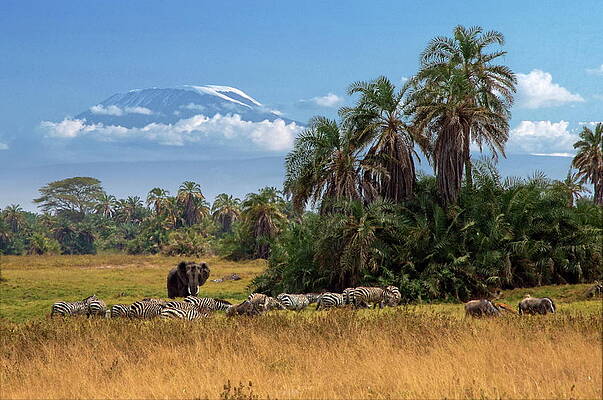 Elephants and Zebras with Mt Kilimanjaro Wall Art