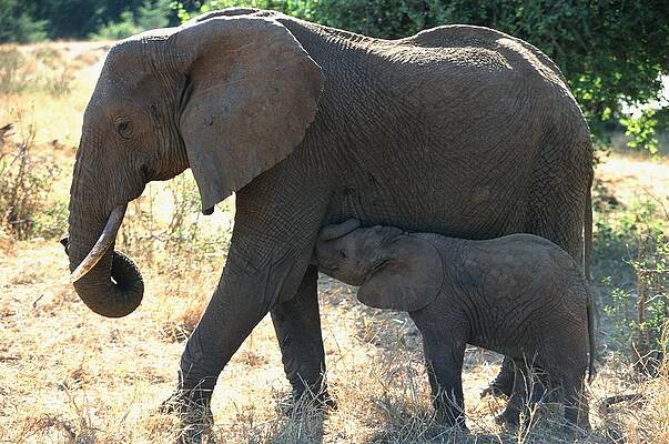 Elephant Wall Art featuring the digital art Elephant And Calf by Angelo Giampiccolo