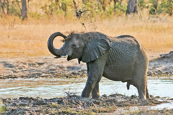 Elephant Wall Art featuring the digital art Elephant, Bwabwata Np, Caprivi, Namibia by Heeb Photos