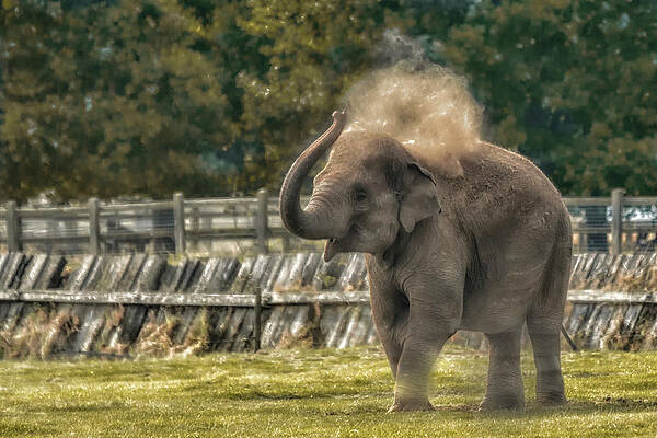 Photograph - Elephant by Chris Boulton