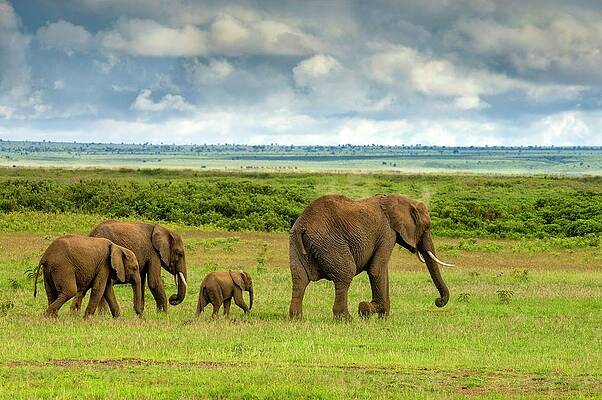 Elephant Wall Art featuring the digital art Elephant Family Walking On Savannah by Jacana Stock