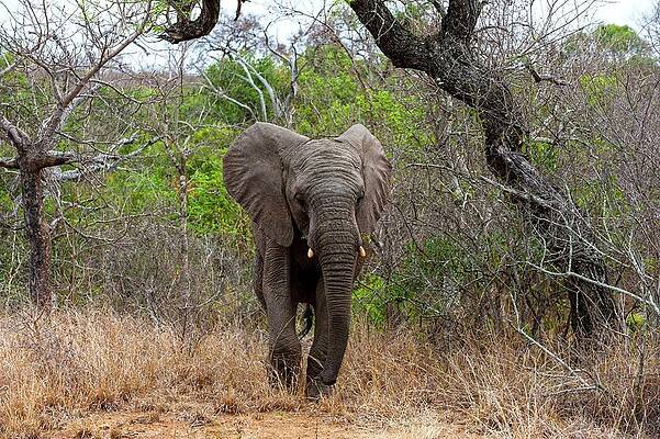 Elephant Wall Art featuring the digital art Elephant by Jacana Stock