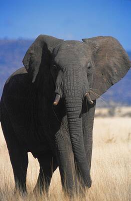 Elephant Wall Art featuring the digital art Elephant by Massimo Ripani