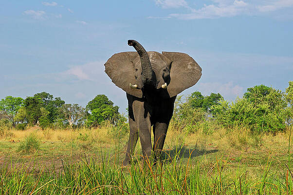 Elephant Wall Art featuring the digital art Elephant, Mudumu Np, Caprivi, Namibia by Heeb Photos