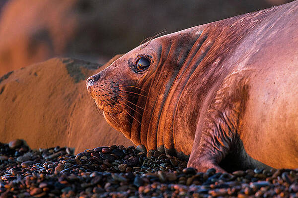Elephant Wall Art featuring the digital art Elephant Seal, Patagonia, Argentina by Ugo Mellone