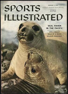 Mexico Photograph - Elephant Seals Sports Illustrated Cover by Sports Illustrated