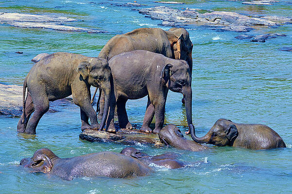 Elephant Wall Art featuring the digital art Elephants Cooling Off by Bruno Morandi