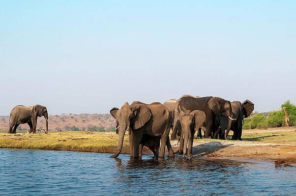 Elephant Wall Art featuring the digital art Elephants Drinking Water by Jacana Stock