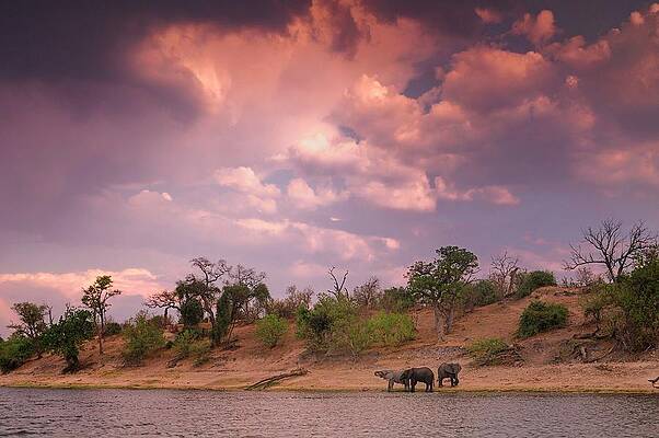 Elephant Wall Art featuring the digital art Elephants by Heeb Photos
