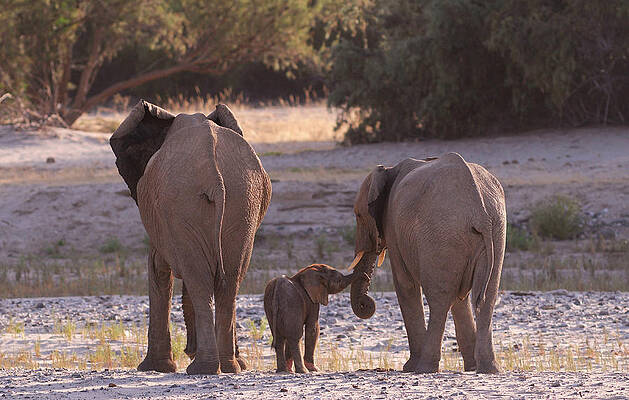 Elephant Wall Art featuring the digital art Elephants, Kunene Region, Namibia by Heeb Photos
