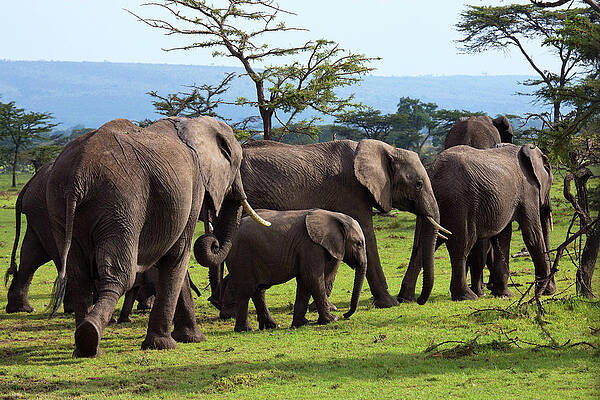 Elephant Wall Art featuring the digital art Elephants, Masai Mara, Kenya by Hp Huber
