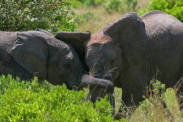 Elephant Wall Art featuring the digital art Elephants, Masai Mara Nat'l Reserve, Kenya by Jacana Stock