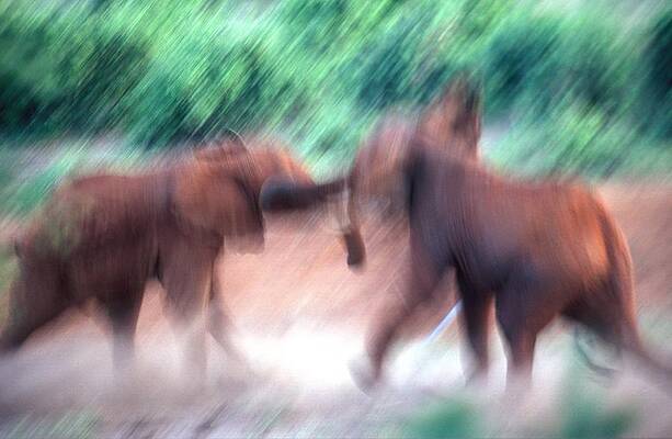 Elephant Wall Art featuring the digital art Elephants by Massimo Ripani