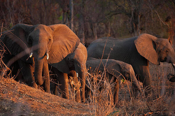 Elephant Wall Art featuring the digital art Elephants, Niassa Reserve, Mozambique by Kristel Richard