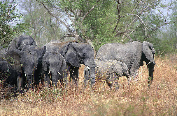 Elephant Wall Art featuring the digital art Elephants by Siegfried Stolzfuss