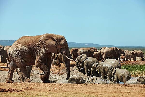 Elephant Wall Art featuring the digital art Elephants, South Africa by Richard Taylor