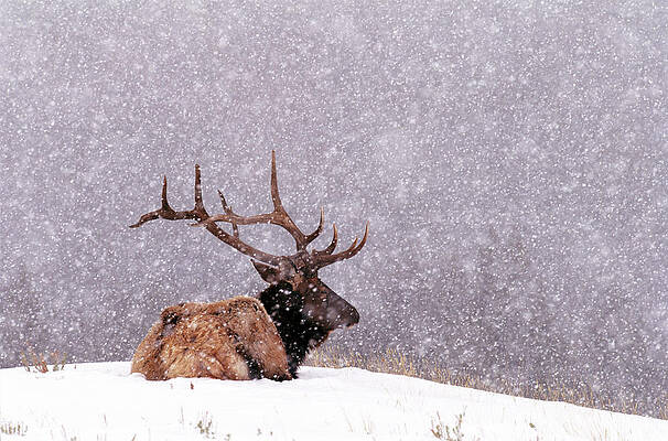Wall Art featuring the photograph Elk Bull Cervus Elaphus Resting On by Art Wolfe