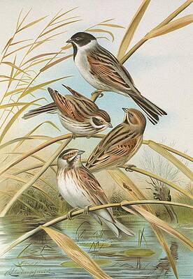 Flock Painting - Emberiza Schoeniclus by Johann Friedrich Naumann