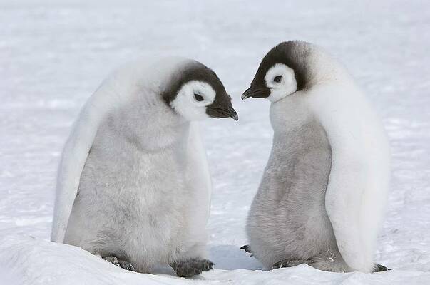Penguins Wall Art - Photos.com