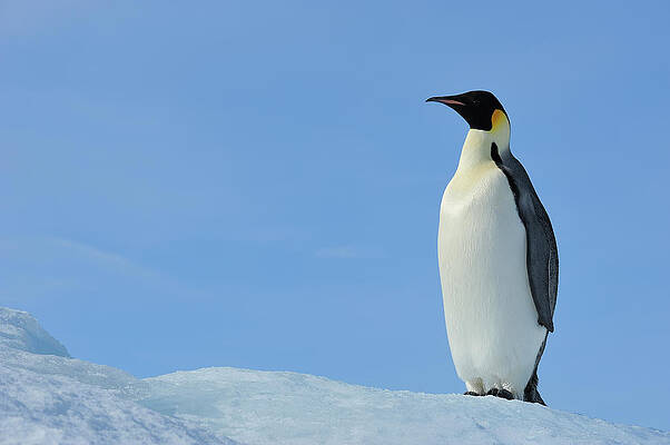 Penguins Wall Art - Photos.com