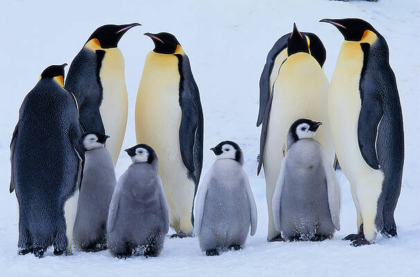 Wall Art featuring the photograph Emperor Penguins And Chicks Aptenodytes by Art Wolfe