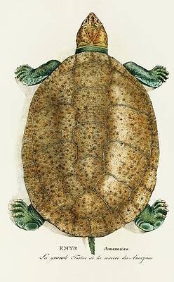 Reptile Painting - Emys Amazonica by Johann Baptist Von Spix