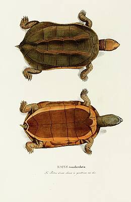 Reptile Painting - Emys Canaliculata by Johann Baptist Von Spix