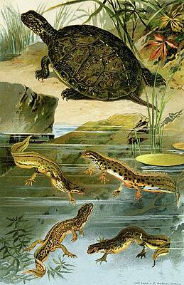 Reptile Painting - Emys Europaea, Triton Vulgaris, Triton Paradoxus by Bruno Durigen