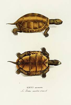 Reptile Painting - Emys Marmorea by Johann Baptist Von Spix