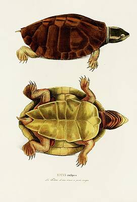 Reptile Painting - Emys Rufipes by Johann Baptist Von Spix