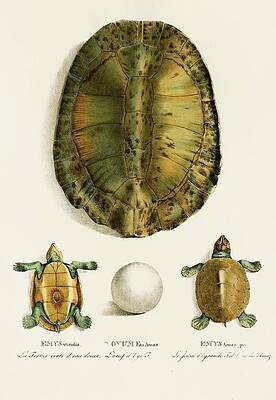 Reptile Painting - Emys Viridis, Emys Amaz Juv by Johann Baptist Von Spix