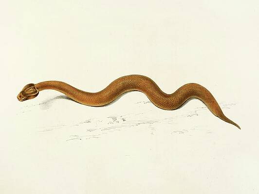 Reptile Painting - Enchida Inornata by Sir Andrew Smith