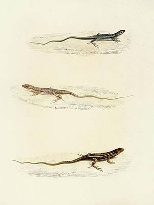Reptile Painting - Eremias Annulifera, Eremias Fulchra, Eremias Formosa by Sir Andrew Smith