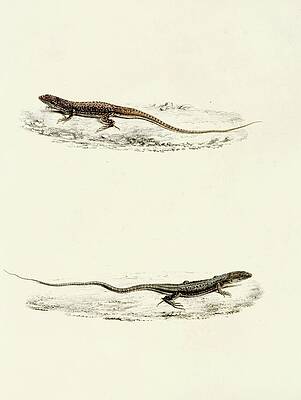 Reptile Painting - Eremias Burchellii, Eremias Capensis by Sir Andrew Smith
