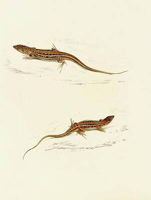 Reptile Painting - Eremias Knoxii, Eremias Lineo-ocellata by Sir Andrew Smith