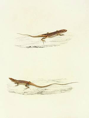 Reptile Painting - Eremias Undata, Eremias Namaquensis by Sir Andrew Smith
