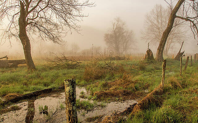 Spring Photograph - Ethereal Edge by Marcy Wielfaert