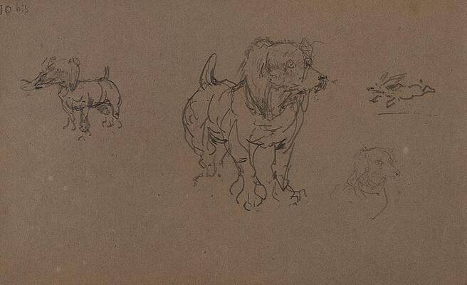 Dog Wall Art featuring the drawing Etudes De Chiens by Henri De Toulouse-lautrec