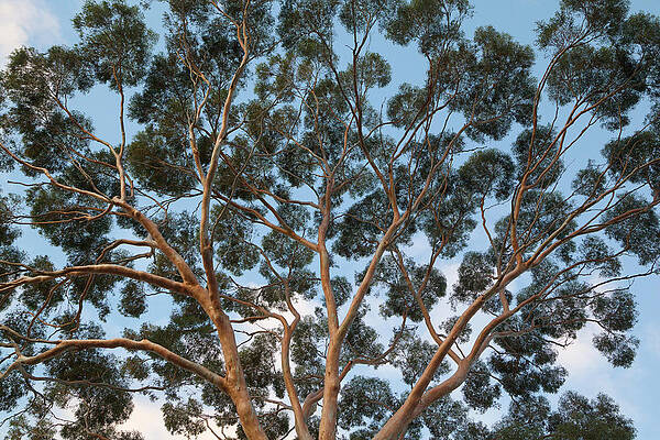 Eucalyptus Tree Against Blue Sky Wall Art